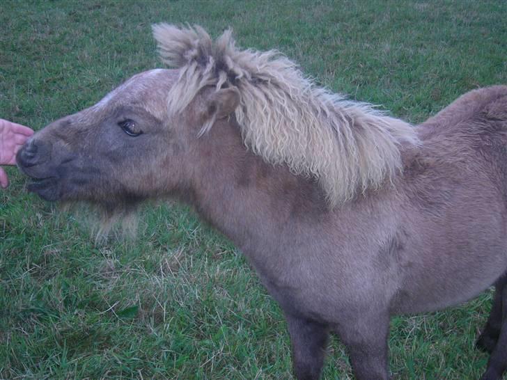Shetlænder sirocco billede 16