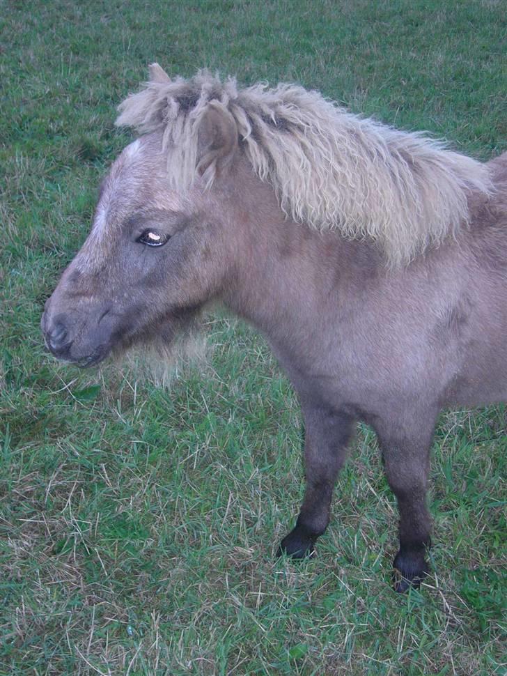 Shetlænder sirocco billede 17