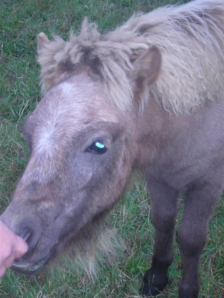 Shetlænder sirocco billede 18