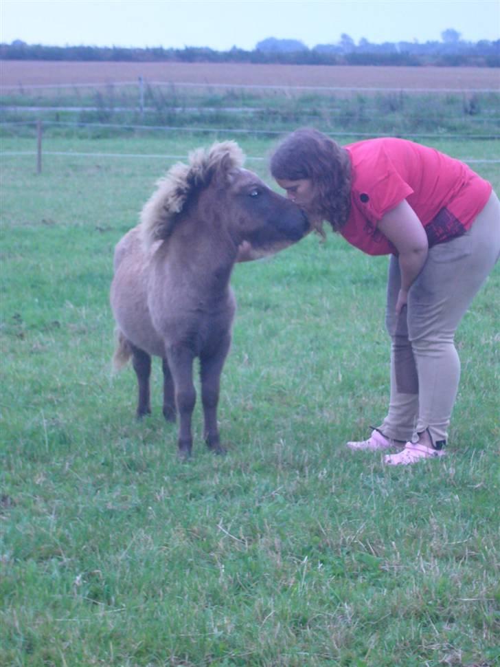 Shetlænder sirocco billede 19