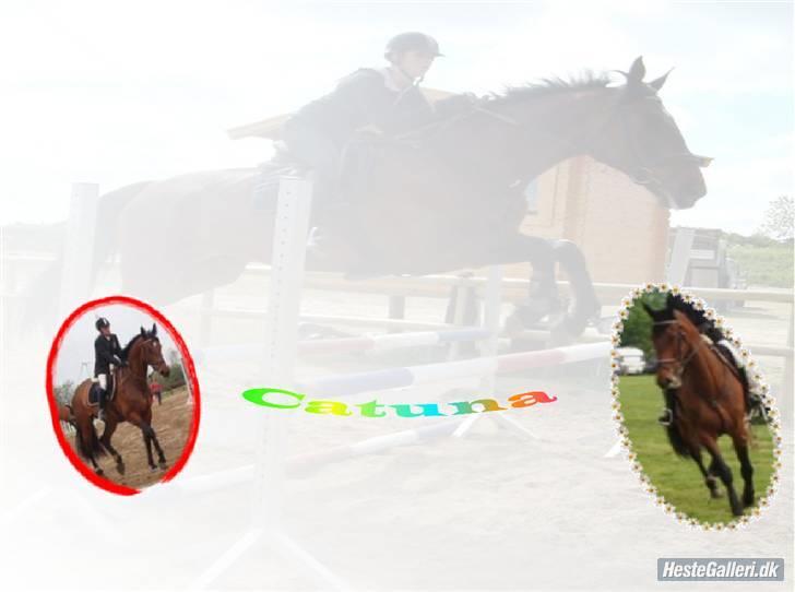 Dansk Varmblod Catuna <3 *Solgt* billede 12