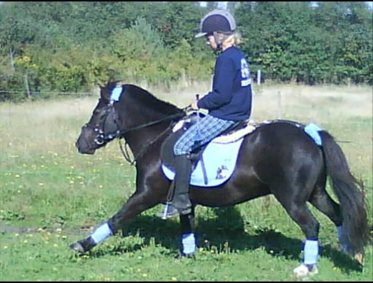 Anden særlig race Birkely's Diablo billede 1