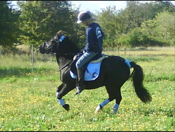 Anden særlig race Birkely's Diablo billede 2