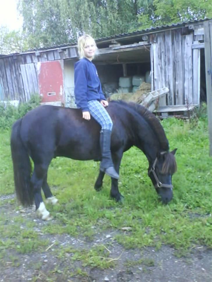 Anden særlig race Birkely's Diablo billede 3