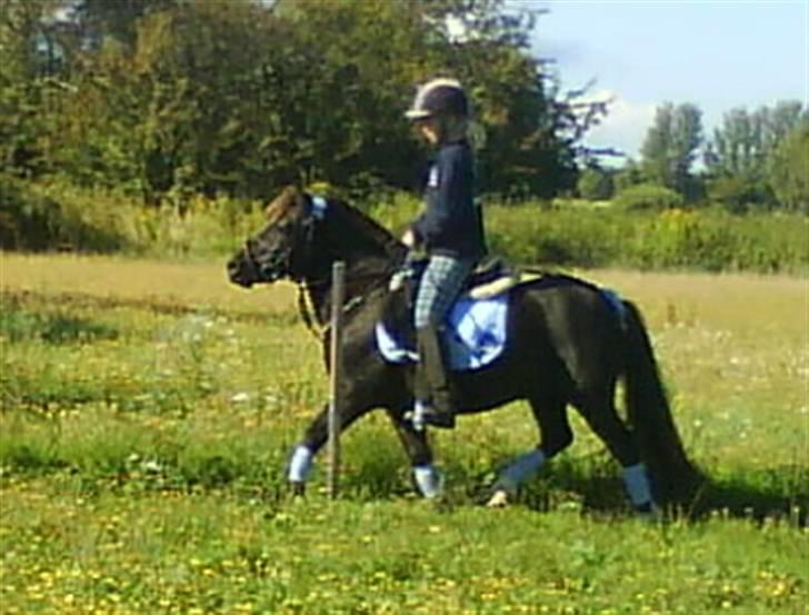 Anden særlig race Birkely's Diablo billede 4