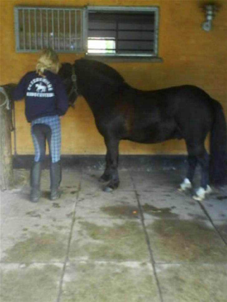 Anden særlig race Birkely's Diablo billede 5