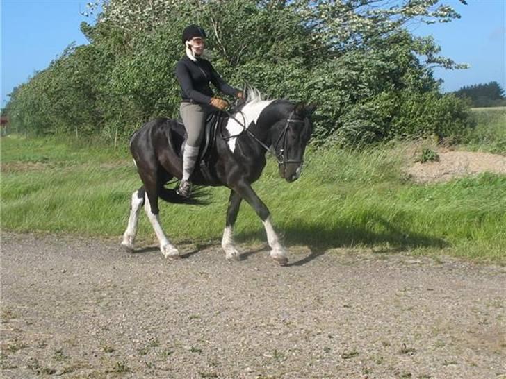 Irish Cob Crossbreed Fonzie SOLGT billede 10
