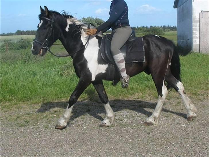 Irish Cob Crossbreed Fonzie SOLGT billede 11