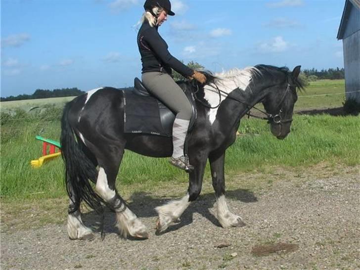 Irish Cob Crossbreed Fonzie SOLGT billede 12
