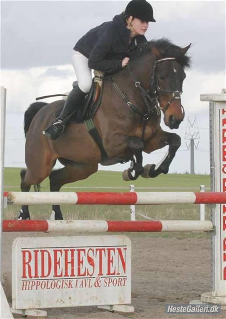 Anden særlig race Pingo (solgt) billede 3