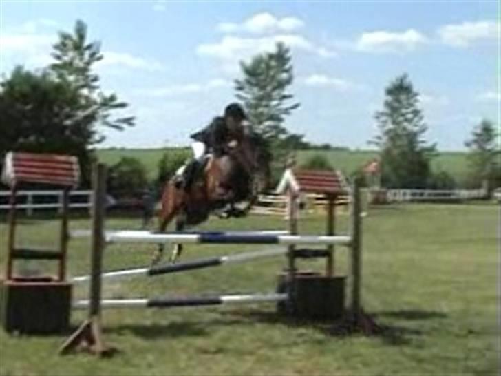 Anden særlig race Pingo (solgt) - MA i Silkeborg. billede 6