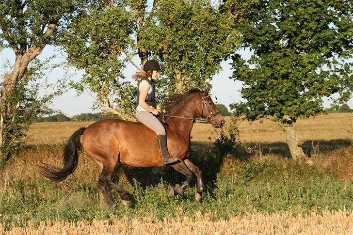 Anden særlig race Freja <3 ¤lækker¤! - galop på stubmark uden sadel XD foto: Far billede 5