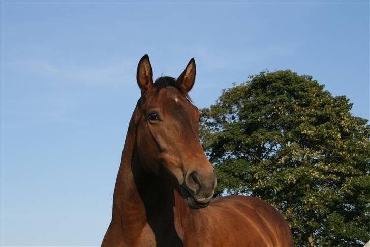 Anden særlig race Freja <3 ¤lækker¤! - freja .. søde lille pony.. Foto: MMB  billede 6