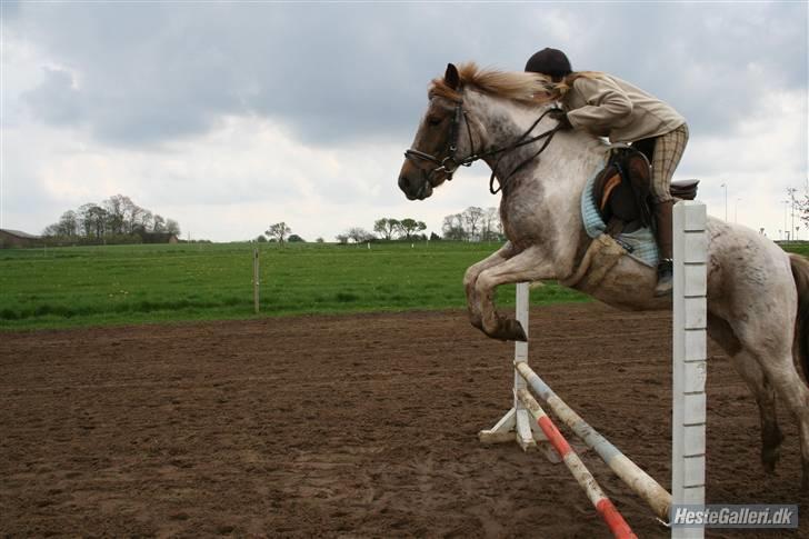 Anden særlig race Zilwester - Solgt - R.I.P - Zilwester med Natasia for ca. 6mdr siden billede 18