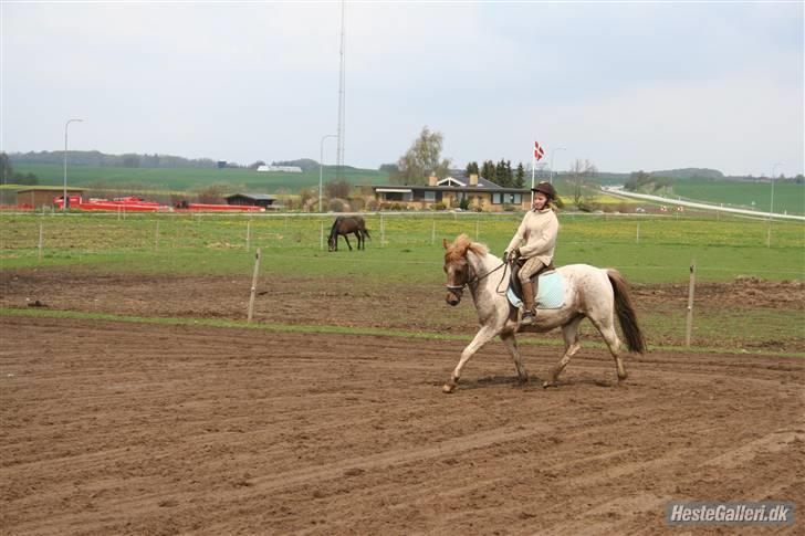 Anden særlig race Zilwester - Solgt - R.I.P - Zilwester med Natasia for ca. 6mdr siden billede 19