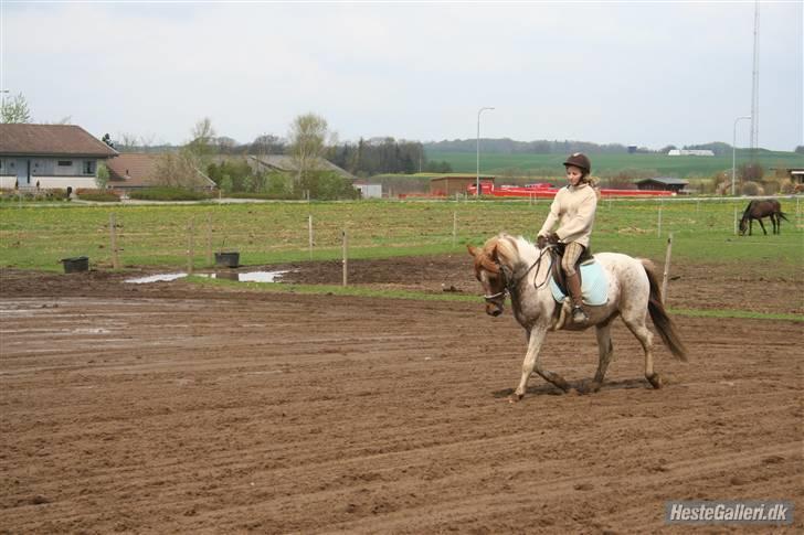 Anden særlig race Zilwester - Solgt - R.I.P - Zilwester med Natasia for ca. 6mdr siden billede 20