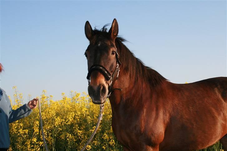 Anden særlig race Freja <3 ¤lækker¤! - pony foto: MMB billede 9