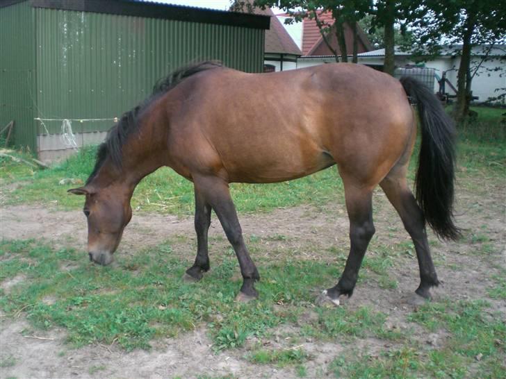 Anden særlig race Freja <3 ¤lækker¤! - hygge på fold foto: Mor eller MMB billede 10