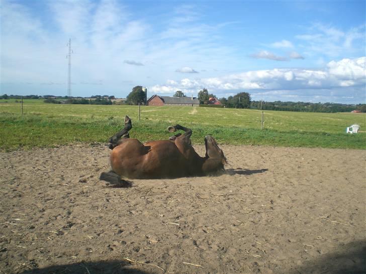 Anden særlig race Freja <3 ¤lækker¤! - rulle tur foto: Mor billede 12