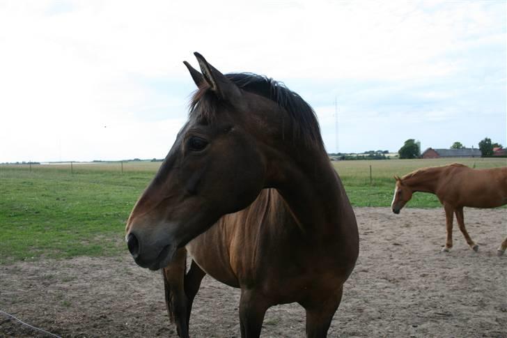 Anden særlig race Freja <3 ¤lækker¤! - uhh Foto MMB billede 17