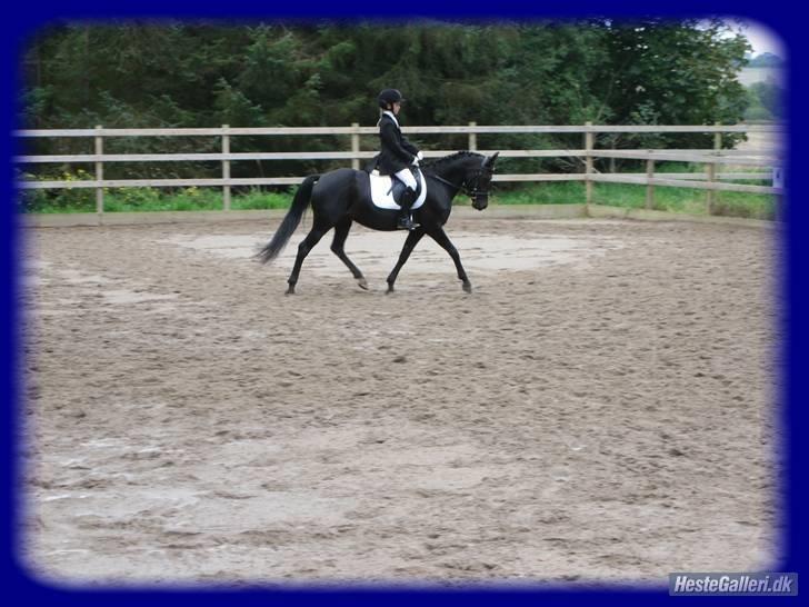 New Forest Egeballes Nitrat (SOLGT) - Lc2 i SVEJ foto: min mor  billede 13