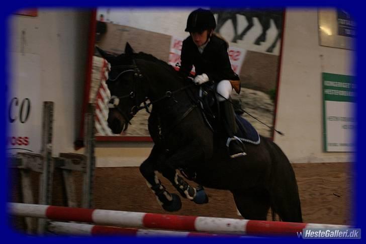 New Forest Egeballes Nitrat (SOLGT) - Sponsorspring, sprang 11o cm. SÅ STOLT! foto: strømpen billede 14