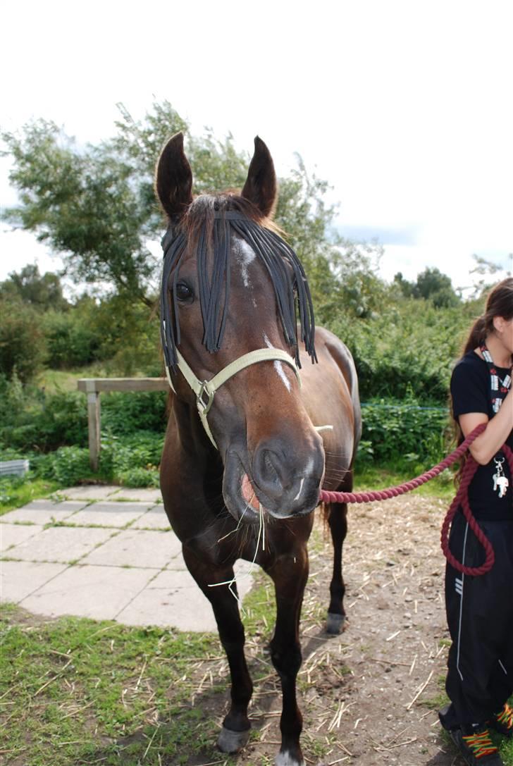 Traver Ideal Højbo (Sammy) - En glad Sam billede 2