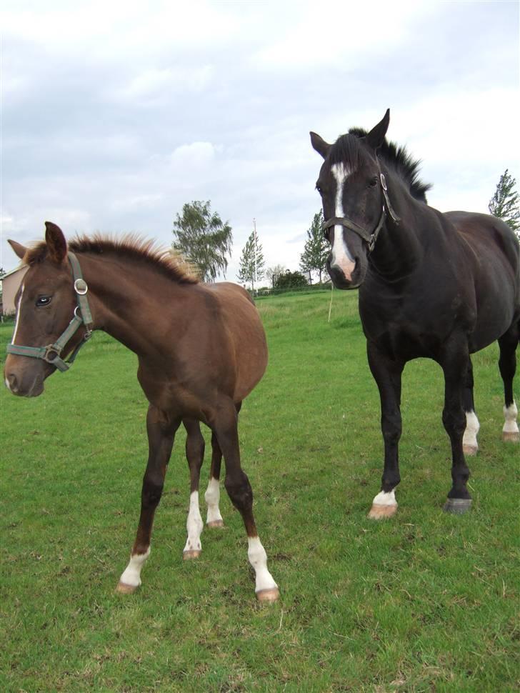 Anden særlig race Rex - Rex og Banderas. :D billede 1