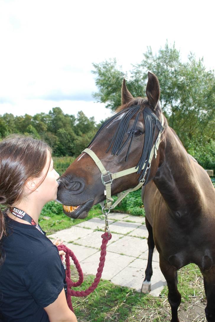 Traver Ideal Højbo (Sammy) - Noget for noget. Jeg vil have et kys hvis Sammy skal have en guf billede 4