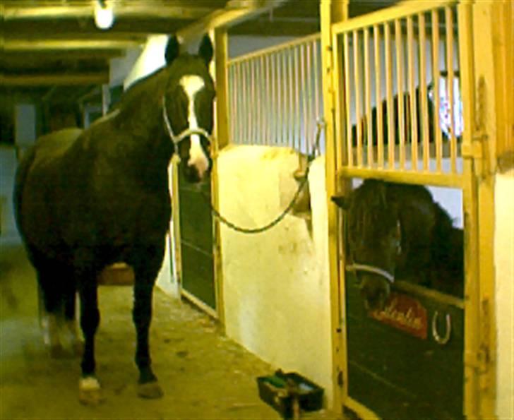 Anden særlig race Rex billede 2