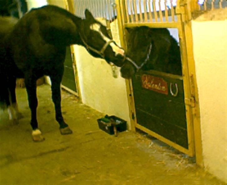 Anden særlig race Rex billede 3