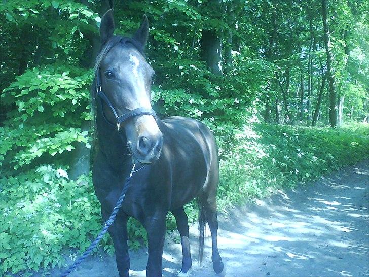 Traver Ideal Højbo (Sammy) billede 5