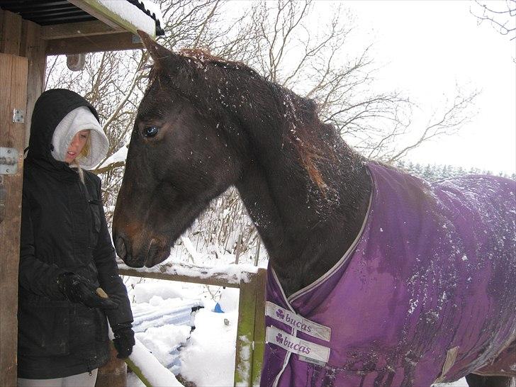 Traver Ideal Højbo (Sammy) billede 6