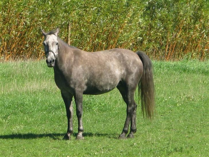 Anden særlig race Grønhøjgårdens Lady*Part* billede 1