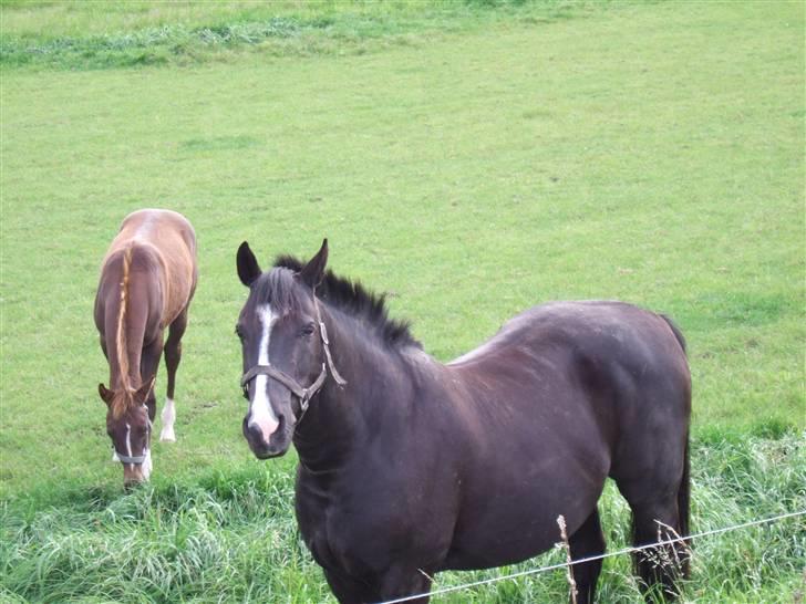 Anden særlig race Rex billede 7