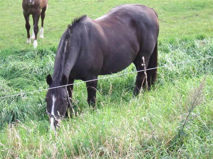 Anden særlig race Rex - Det er da bare det, Rex er bedst til! :P billede 8