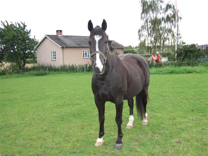 Anden særlig race Rex billede 9