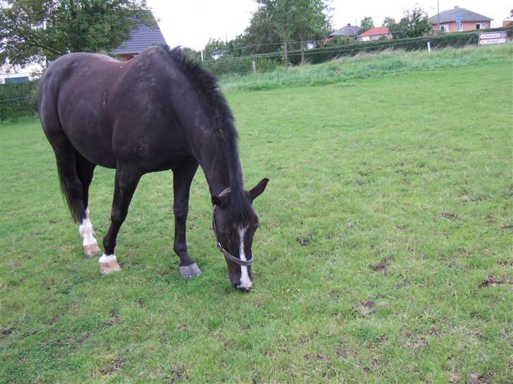 Anden særlig race Rex - Mums. :b billede 10