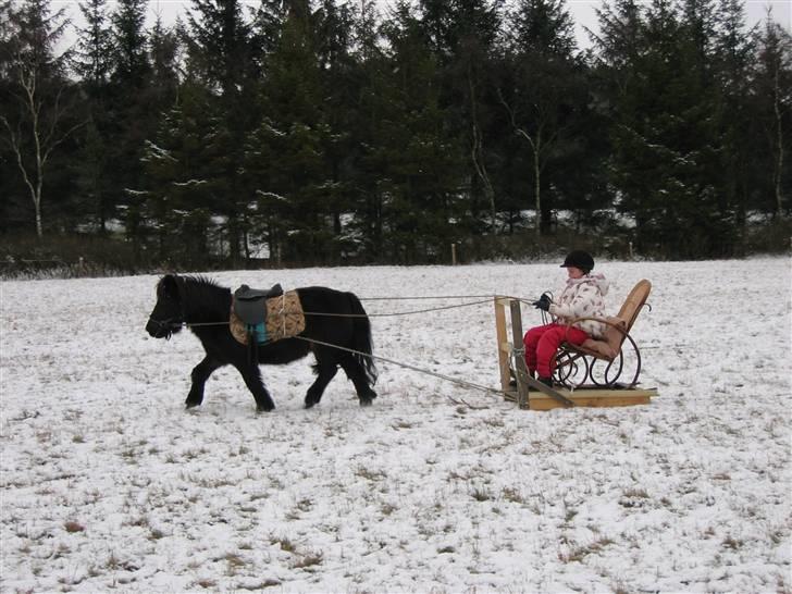 Shetlænder Putte - Jeps, spændt for hjemmelavet slæde ;) billede 2