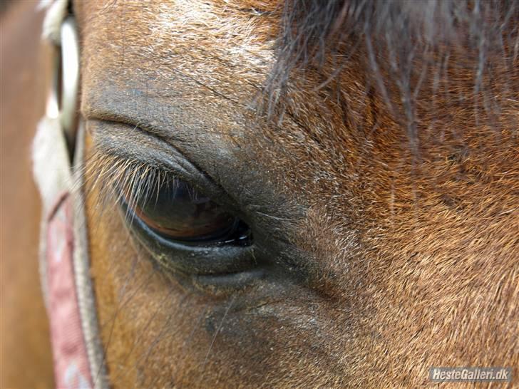 Welsh Mountain (sec A) Tarzan (himmelhest) - Foto: Johanne billede 13