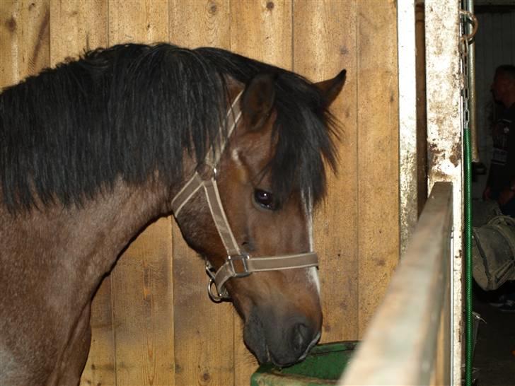 DSP Sonny Boy - Velkommen til Sonnys profil .Han er altså 25 Ö --Billedet må ikke bruges af andre! Copyrigth! billede 1