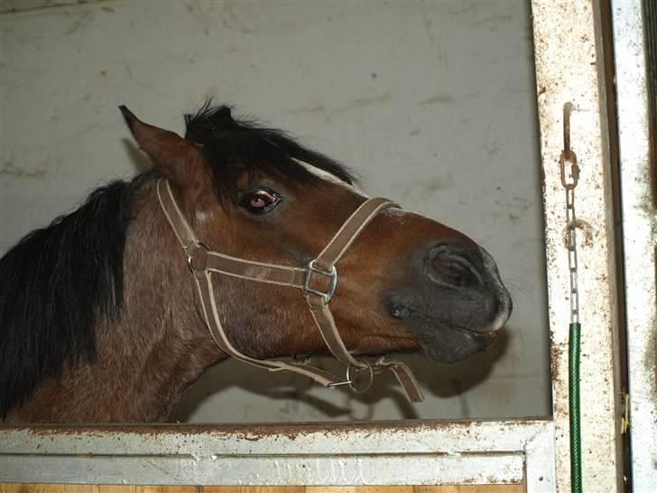 DSP Sonny Boy - Skønne pony sys ikk man kan se den gamle er 25 =) -Billedet må ikke bruges af andre! Copyrigth! billede 9