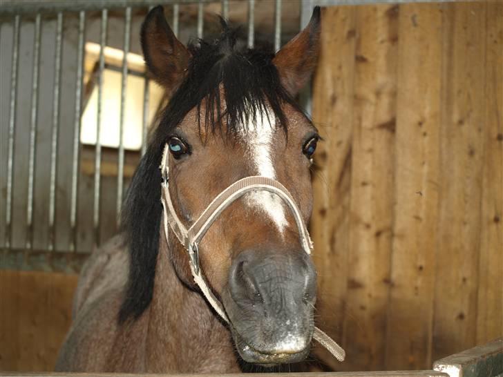 DSP Sonny Boy - Skønne pony sys ikk man kan se den gamle er 25 =) -Billedet må ikke bruges af andre! Copyrigth! billede 10