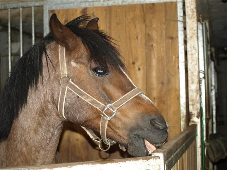 DSP Sonny Boy - Skønne pony sys ikk man kan se den gamle er 25 =) -Billedet må ikke bruges af andre! Copyrigth! billede 11