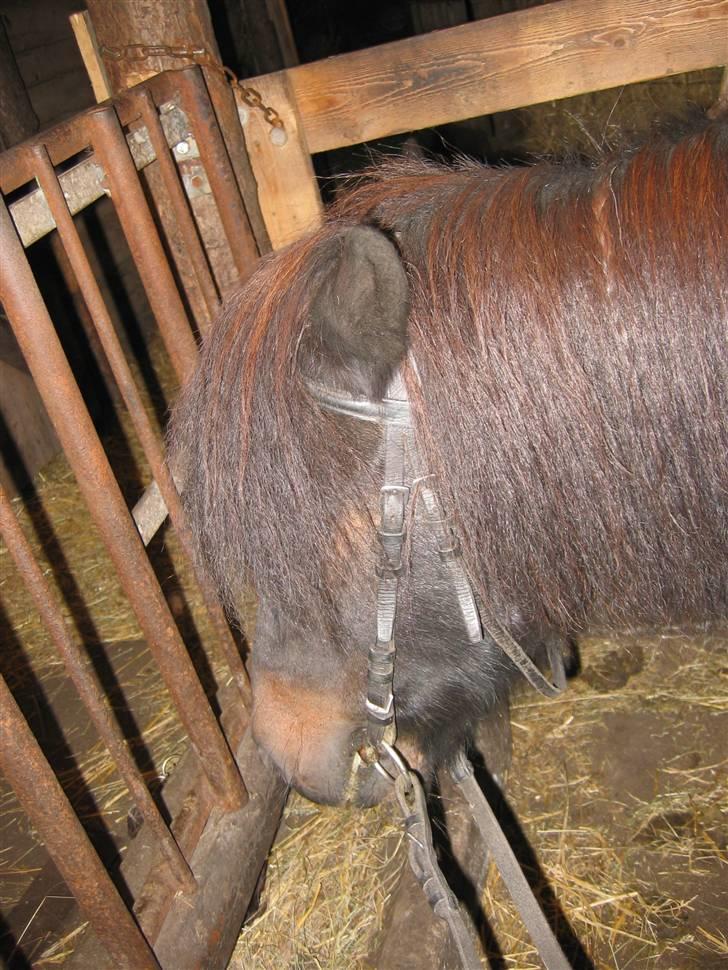 Shetlænder Putte - Kæmpe-pandelok! :D billede 5