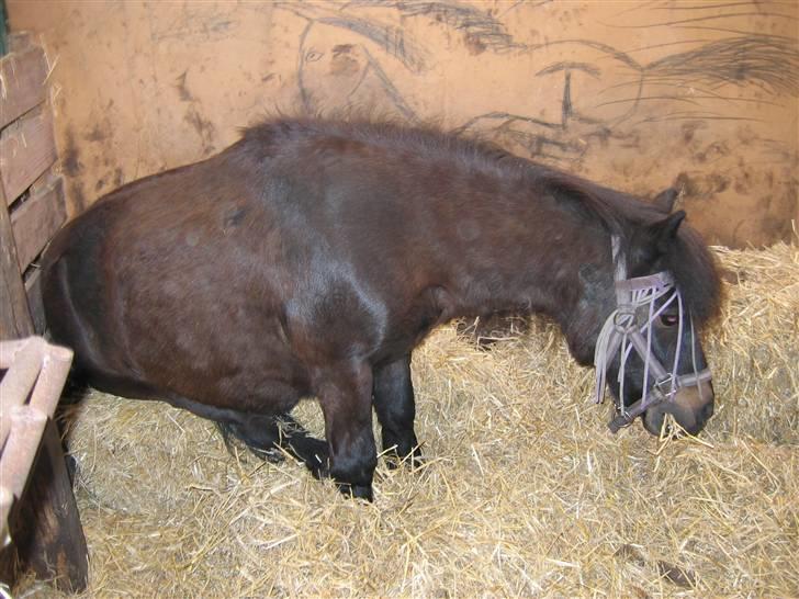 Shetlænder Putte - Sidder bare og hygger :) <3 billede 6