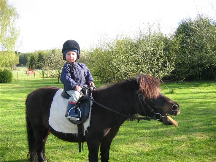 Shetlænder Putte - Dejlig ved børn :) (det er miin nevø der rider.) billede 8