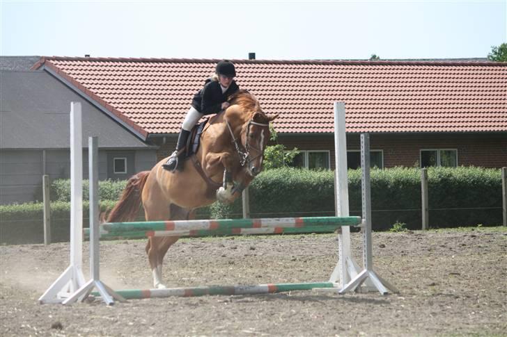 Dansk Varmblod Rostro Quintus - Lille opvarmnings sping billede 6