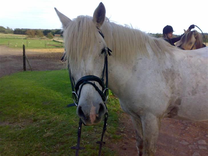 Anden særlig race Vilstrands Luffe - efter undervisning og markfræs billede 14