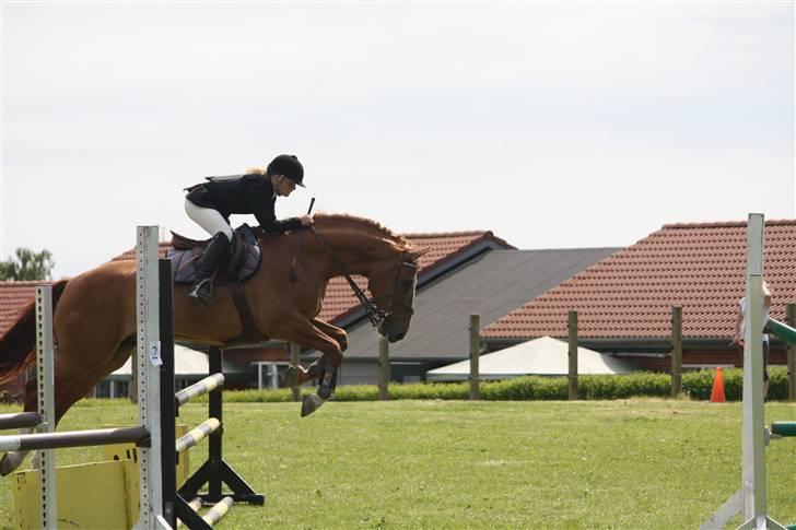 Dansk Varmblod Rostro Quintus - Rosse, LB billede 7